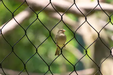 Anti Bird Nets In Hyderabad
